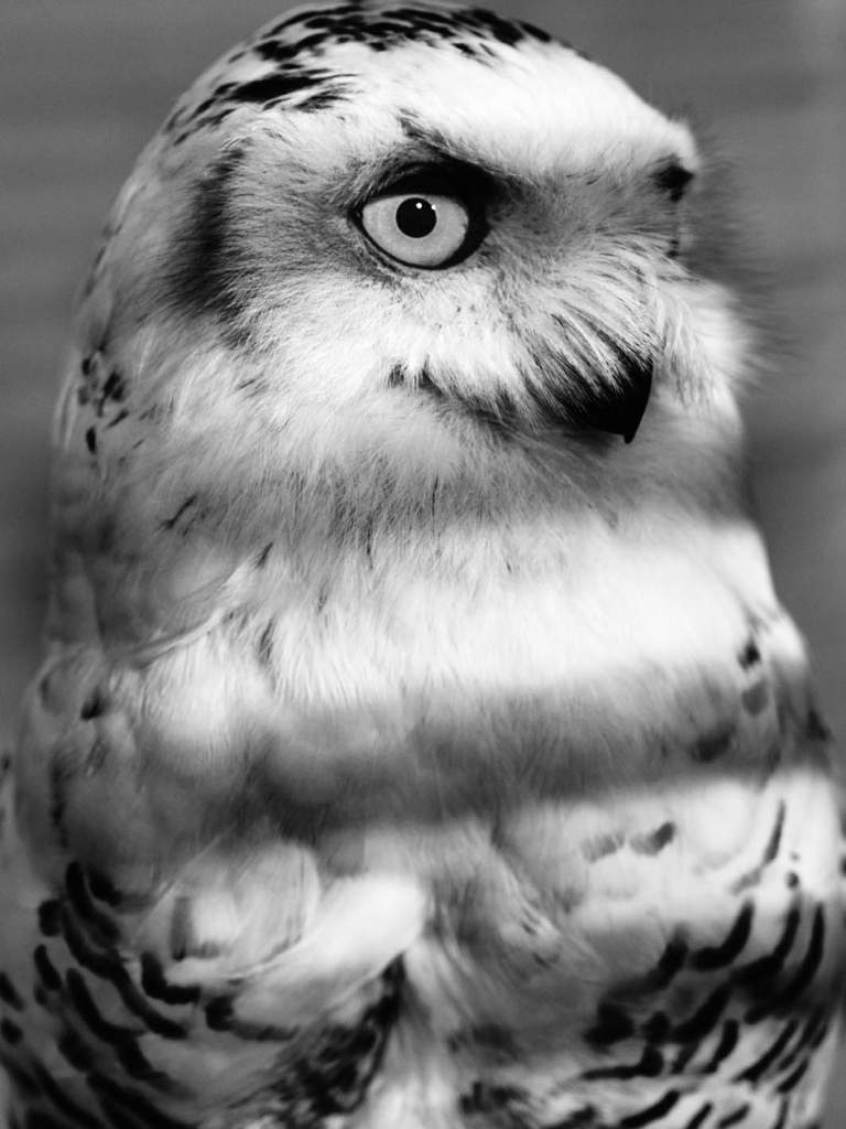 Stradivarius 2011秋冬廣告高清圖片