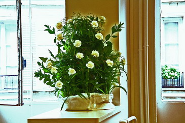 ThomasĮI㣺STUDIO BERCOTrbOӋWԺ